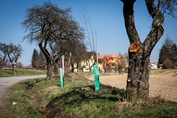 Začala obnova stromů lemující cestu ze Slatiny na Nový Svět, vyrostou tam nové švestky