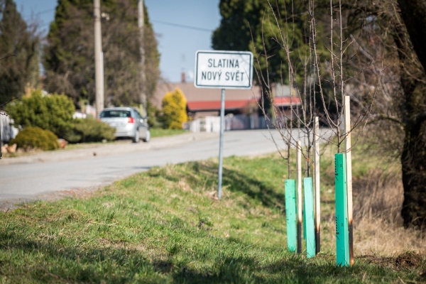 Začala obnova stromů lemující cestu ze Slatiny na Nový Svět, vyrostou tam nové švestky