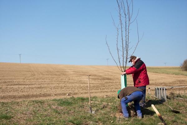 Začala obnova stromů lemující cestu ze Slatiny na Nový Svět, vyrostou tam nové švestky