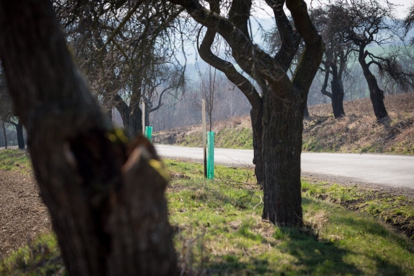 Začala obnova stromů lemující cestu ze Slatiny na Nový Svět, vyrostou tam nové švestky