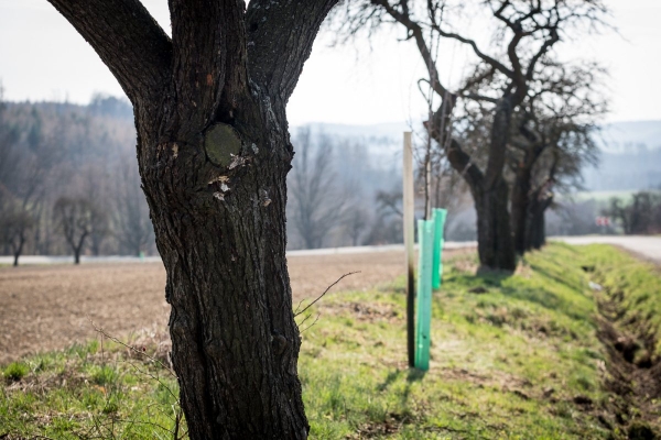 Začala obnova stromů lemující cestu ze Slatiny na Nový Svět, vyrostou tam nové švestky